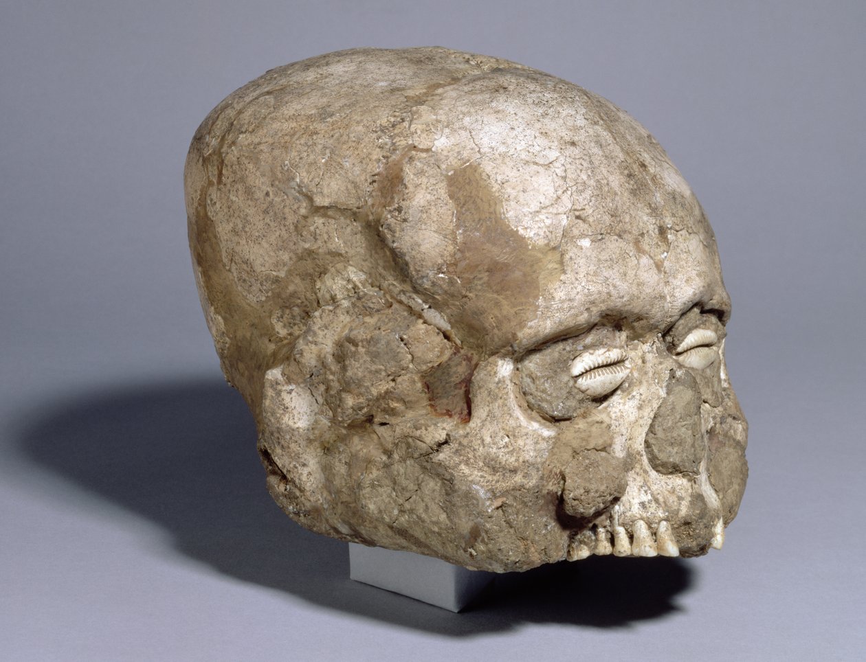 Porträtschädel mit Kaurimuschelaugen, Jericho, ca. 7. Jahrtausend v. Chr. von Prehistoric