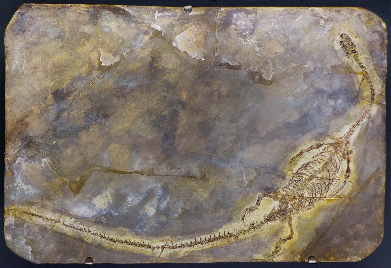 Hyphalosaurus lingyuanensis Fossil (Objekt) von Prehistoric Prehistoric