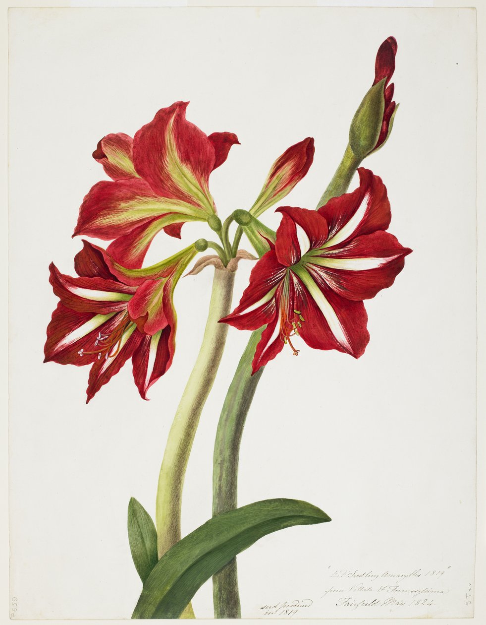 E.F. Sämling Amaryllis, Mai 1824 von Priscilla Susan Bury
