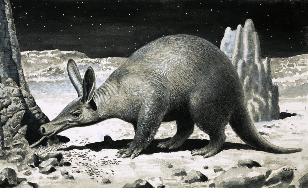 Aardvark von R.B. Davis