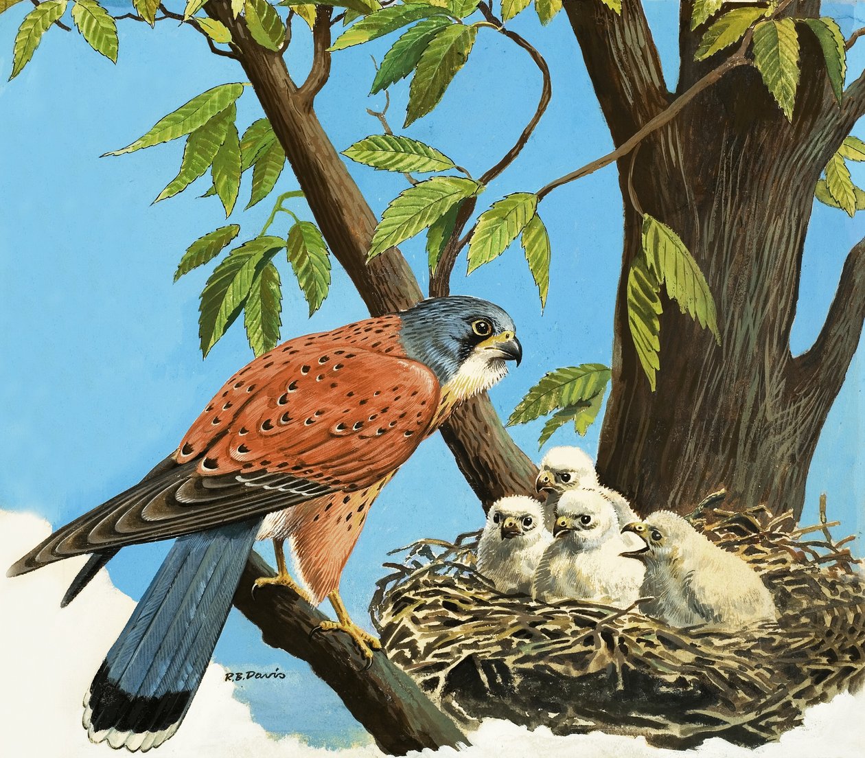 Turmfalke und Küken von R.B. Davis