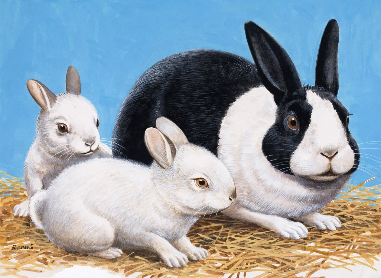 Kaninchen von R.B. Davis