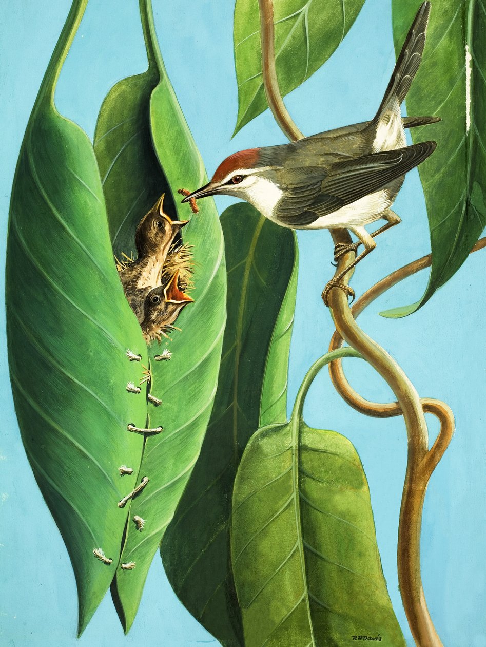 Der Schneider Vogel von R.B. Davis