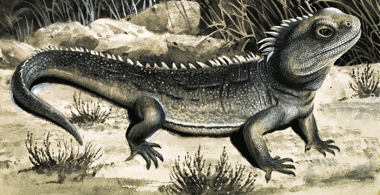 Der Tuatara von R.B. Davis