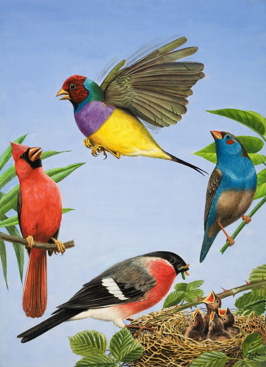 Tropische Vögel von R.B. Davis