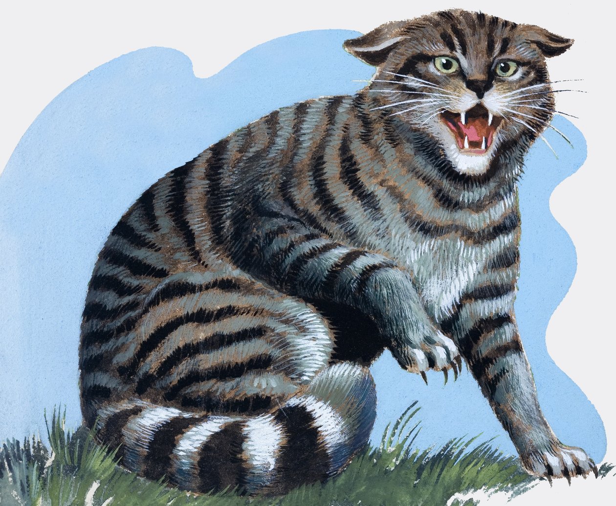 Wildkatze, aus 