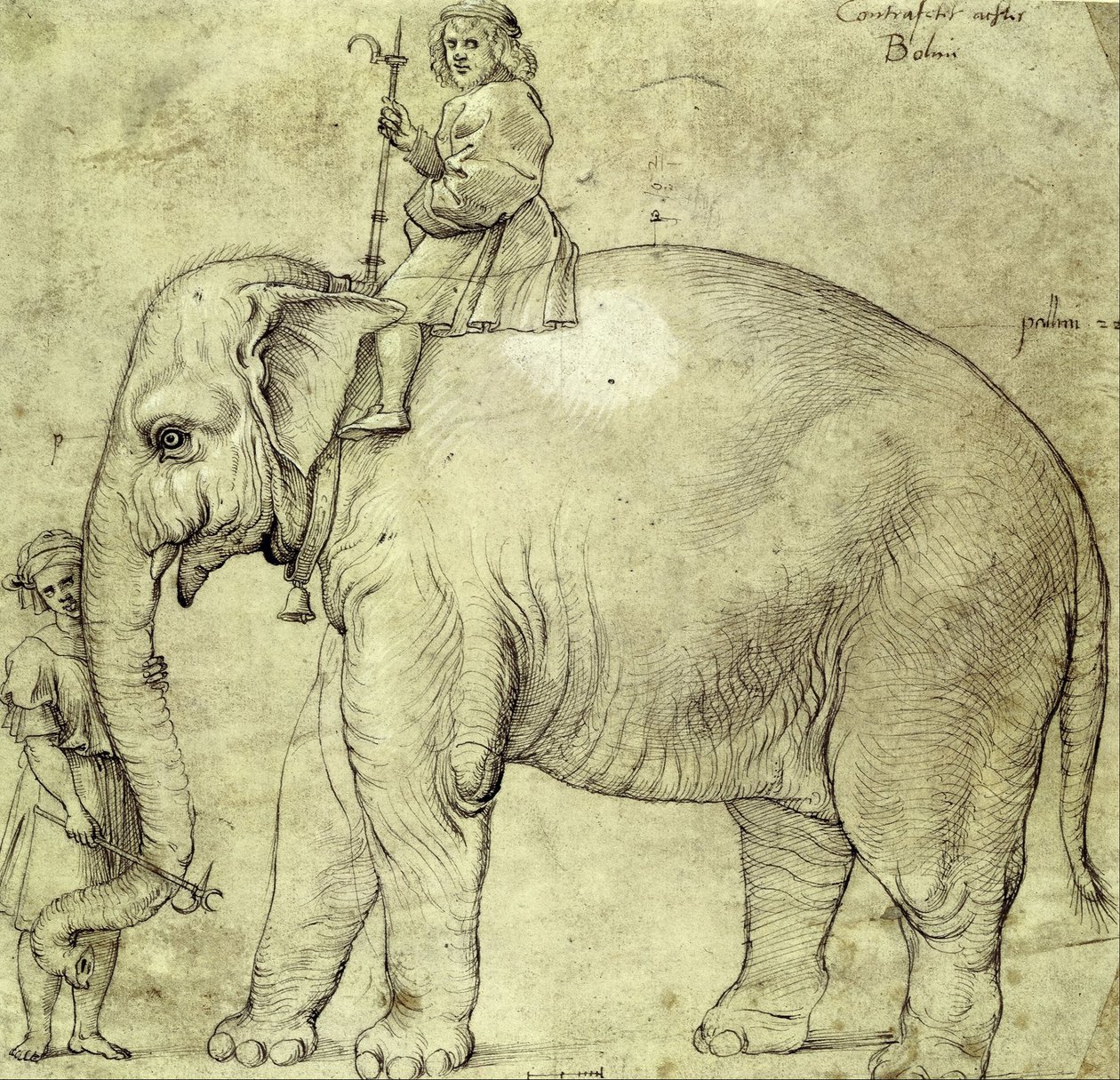 Der Elefant Hanno von Raffaello Sanzio Raphael