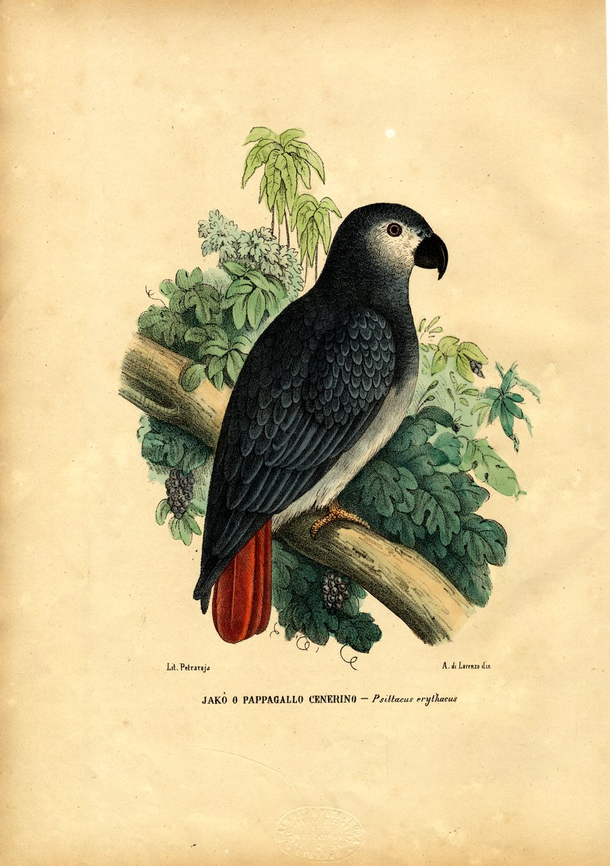Graupapagei, 1863-79 von Raimundo Petraroja