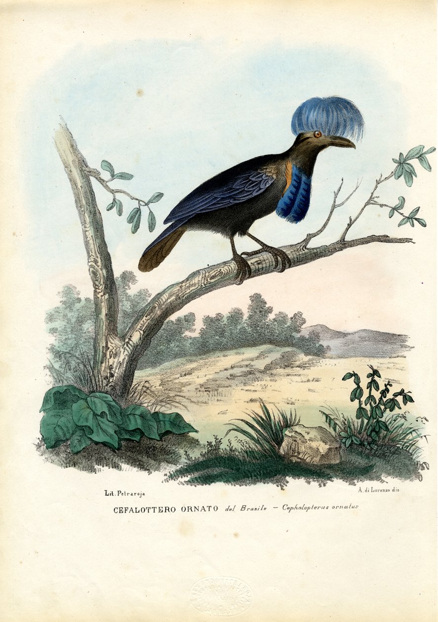 Amazonischer Schirmvogel, 1863-79 von Raimundo Petraroja