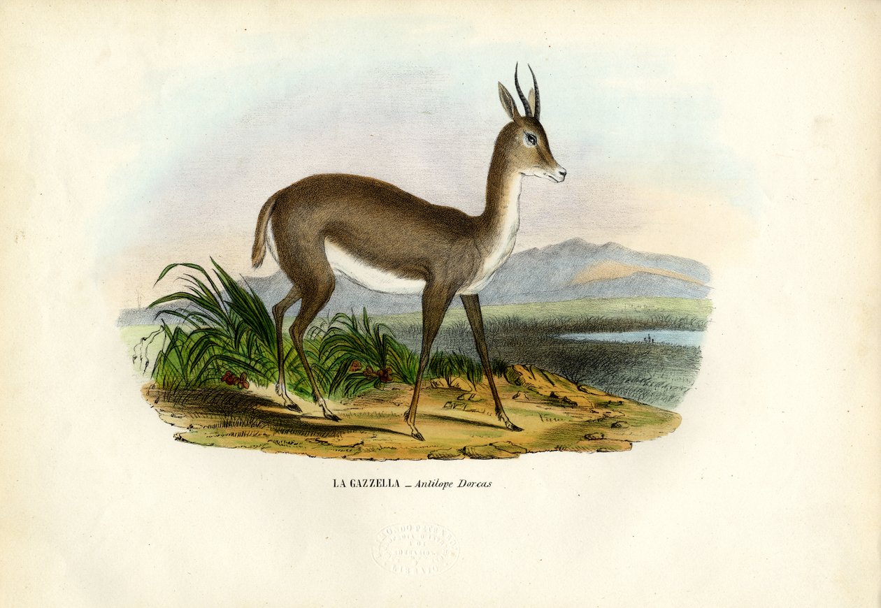 Arabische Gazelle, 1863-79 von Raimundo Petraroja