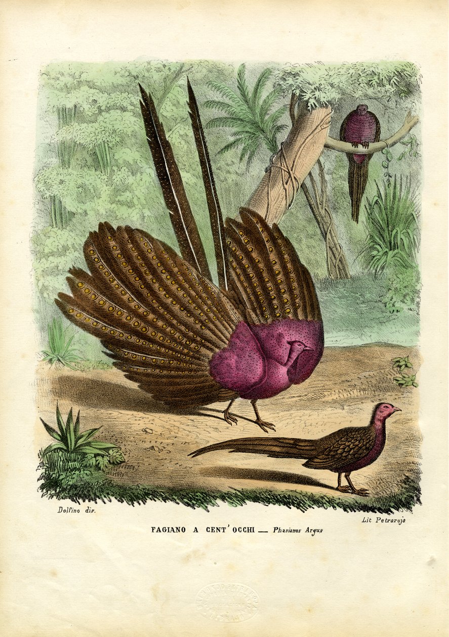 Argusfasan, 1863-79 von Raimundo Petraroja
