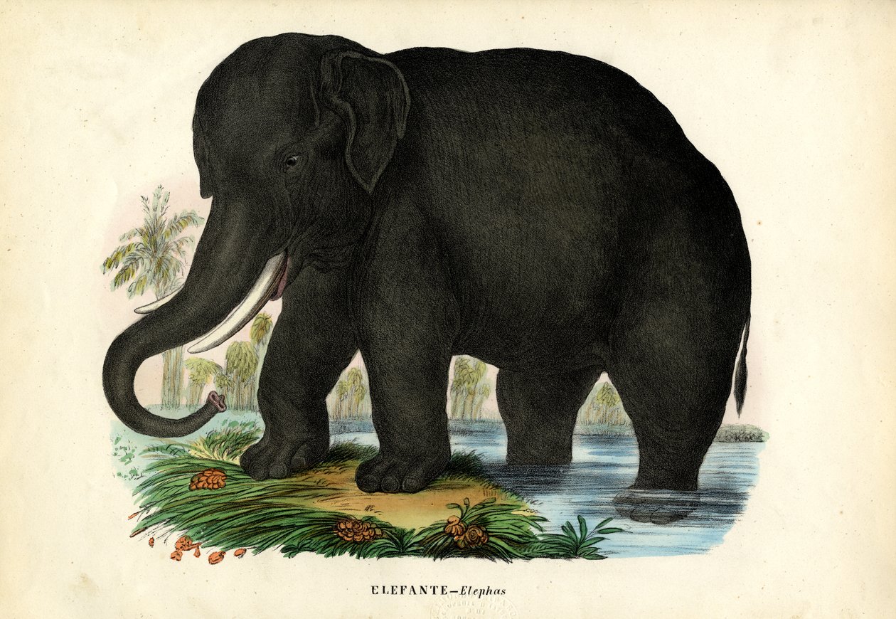 Asiatischer Elefant, 1863-79 von Raimundo Petraroja