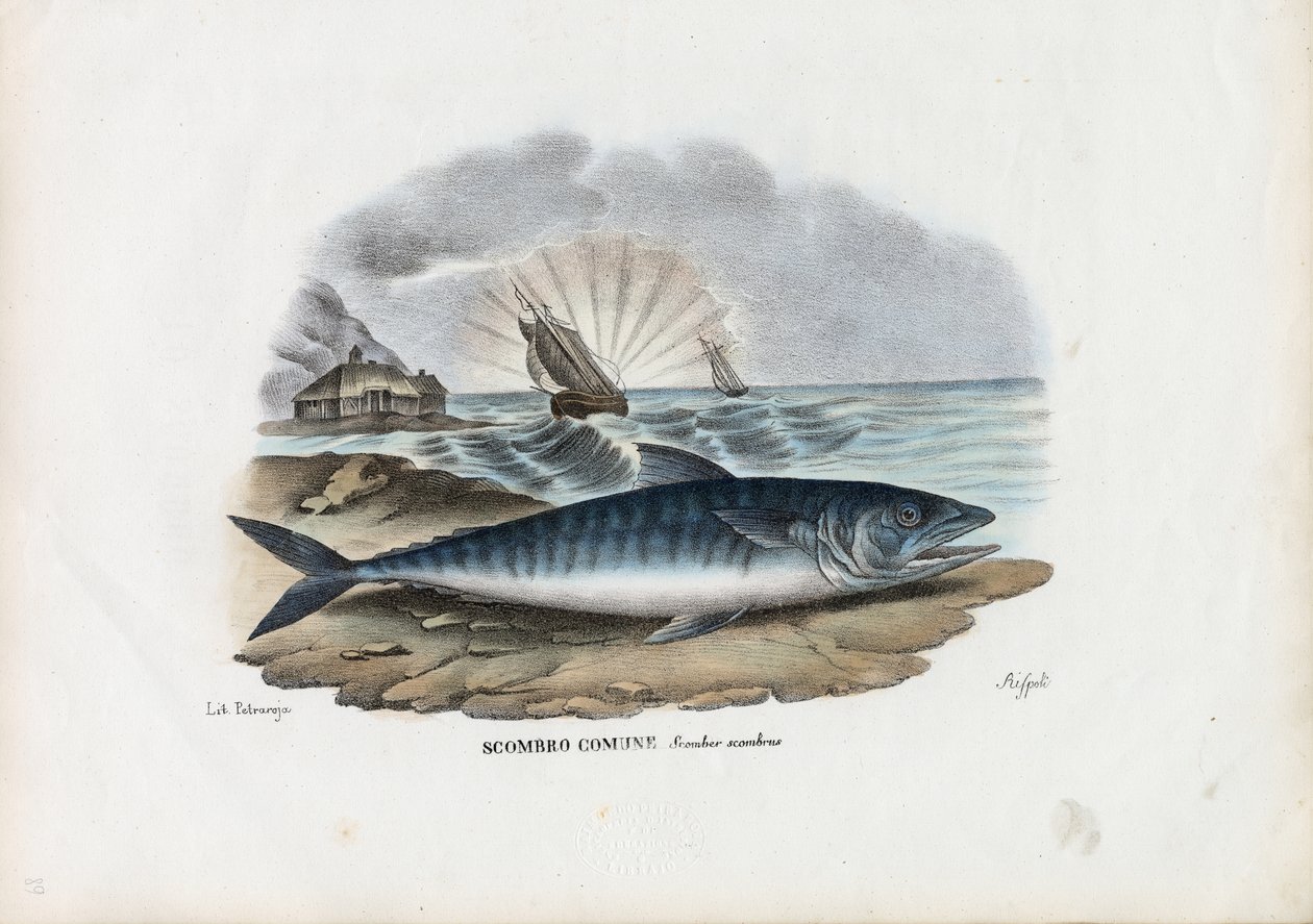 Atlantischer Makrele, 1863-79 von Raimundo Petraroja