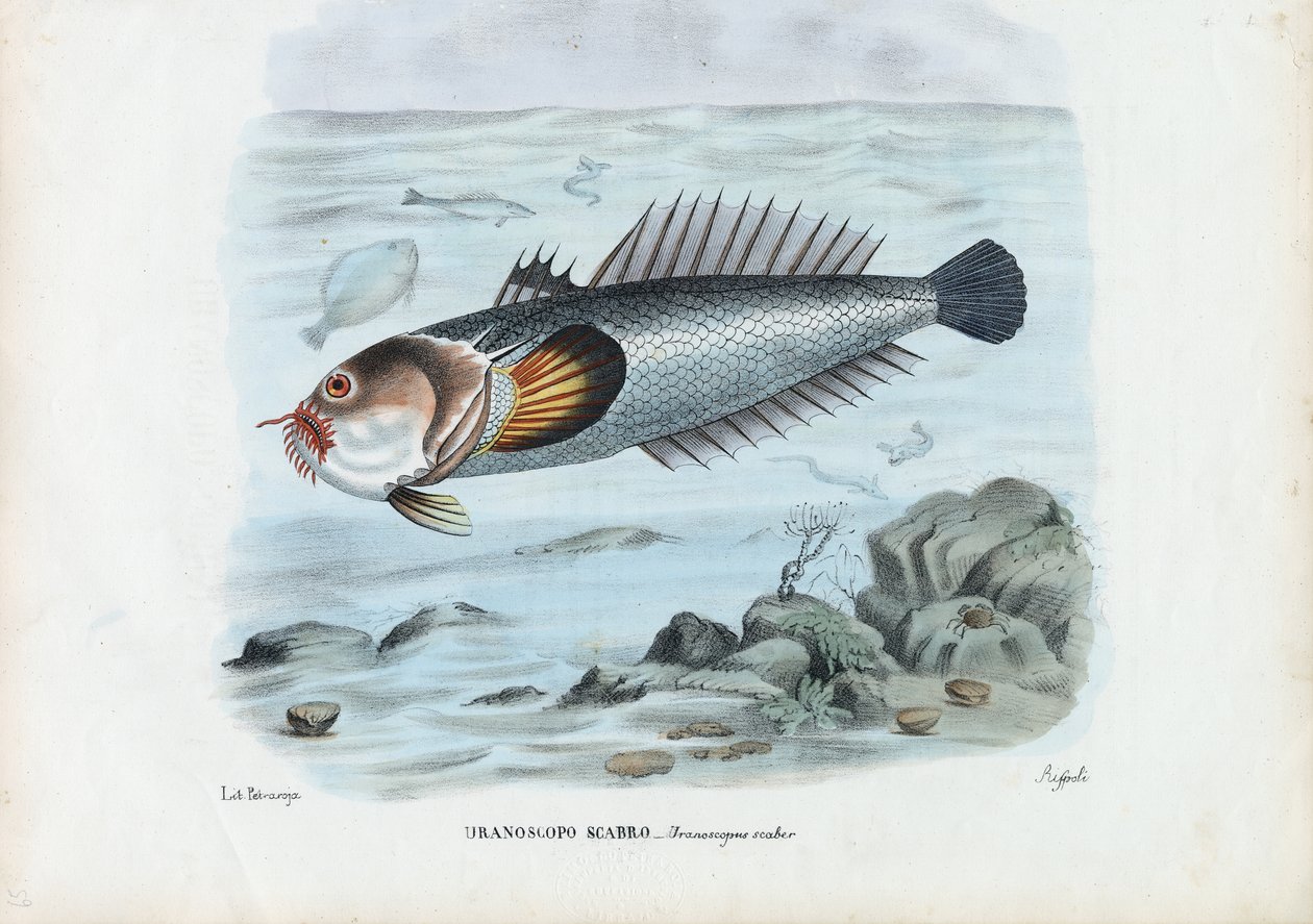 Atlantischer Sternengucker, 1863-79 von Raimundo Petraroja