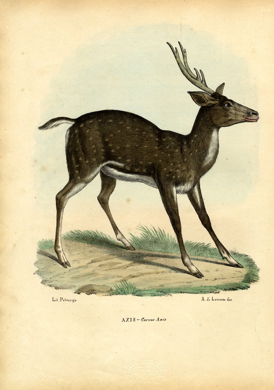Axishirsch, 1863-79 von Raimundo Petraroja