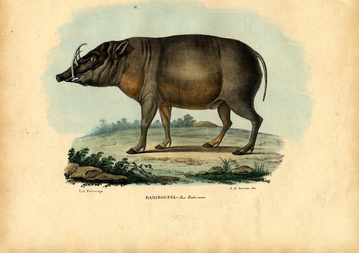 Babirusa (1863-79) von Raimundo Petraroja