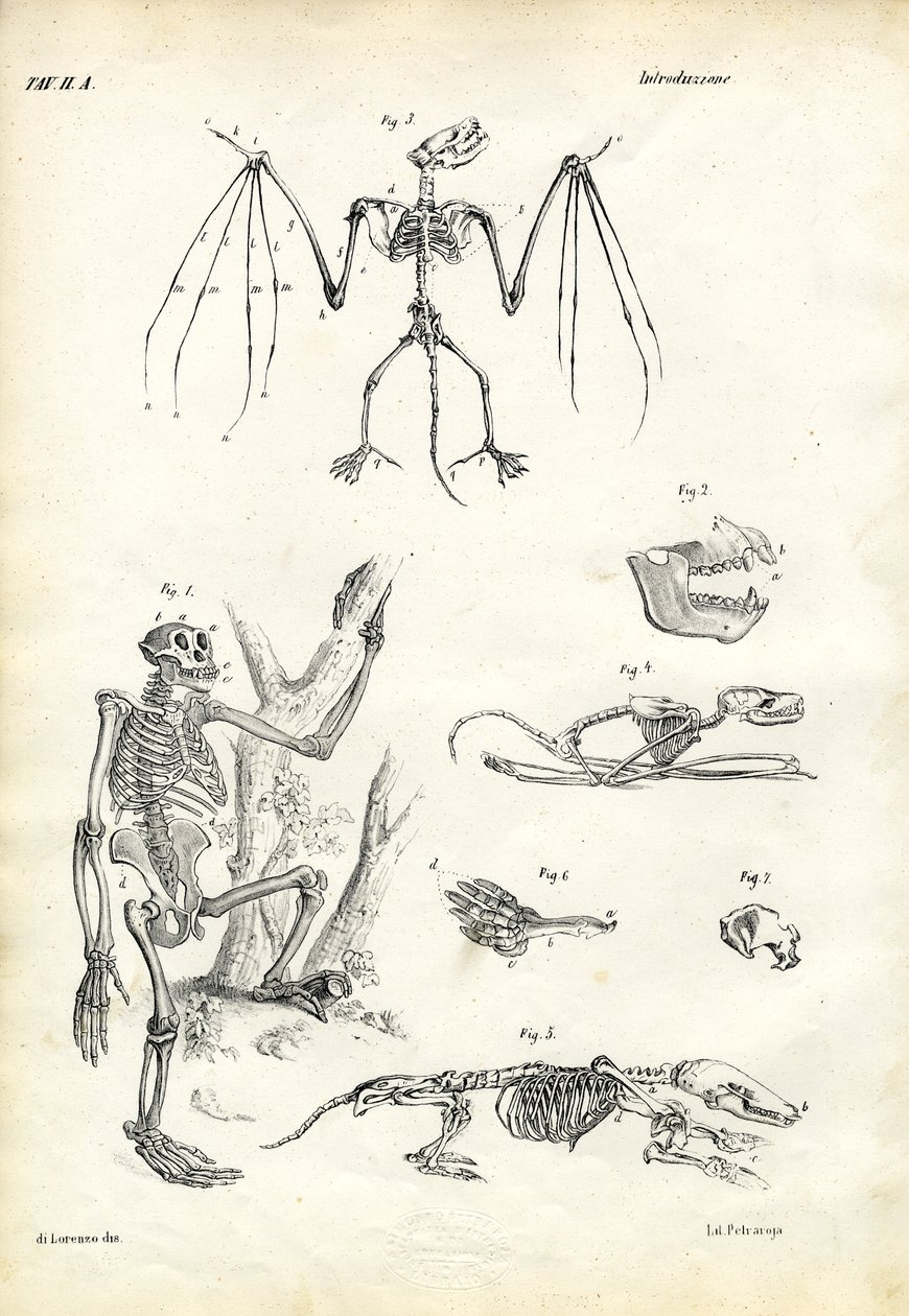 Fledermaus, 1863-79 von Raimundo Petraroja