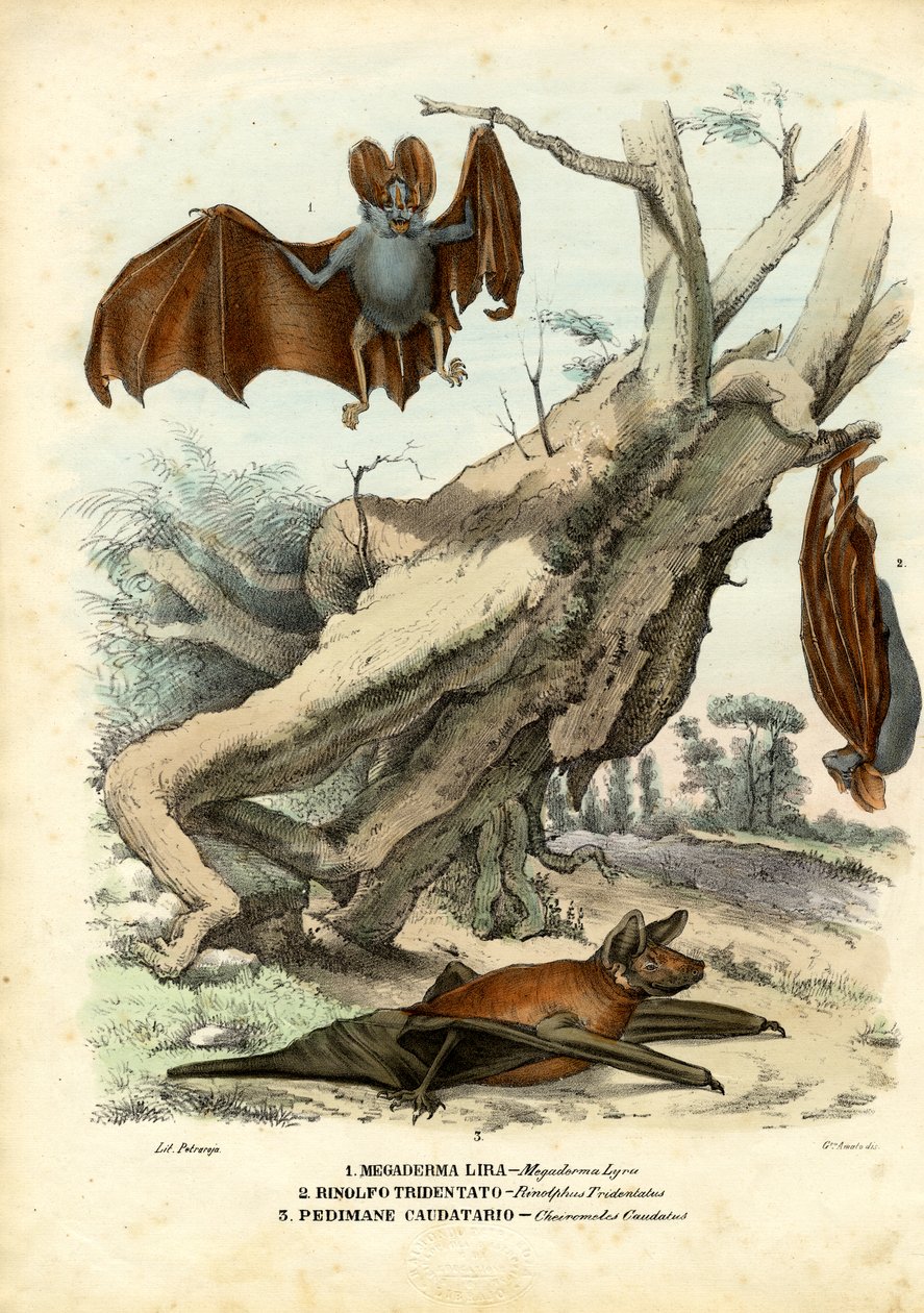 Fledermäuse, 1863-79 von Raimundo Petraroja
