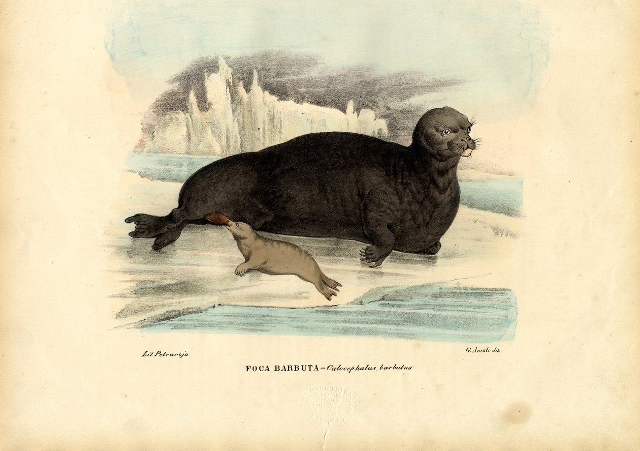 Bartrobbe, 1863-79 von Raimundo Petraroja