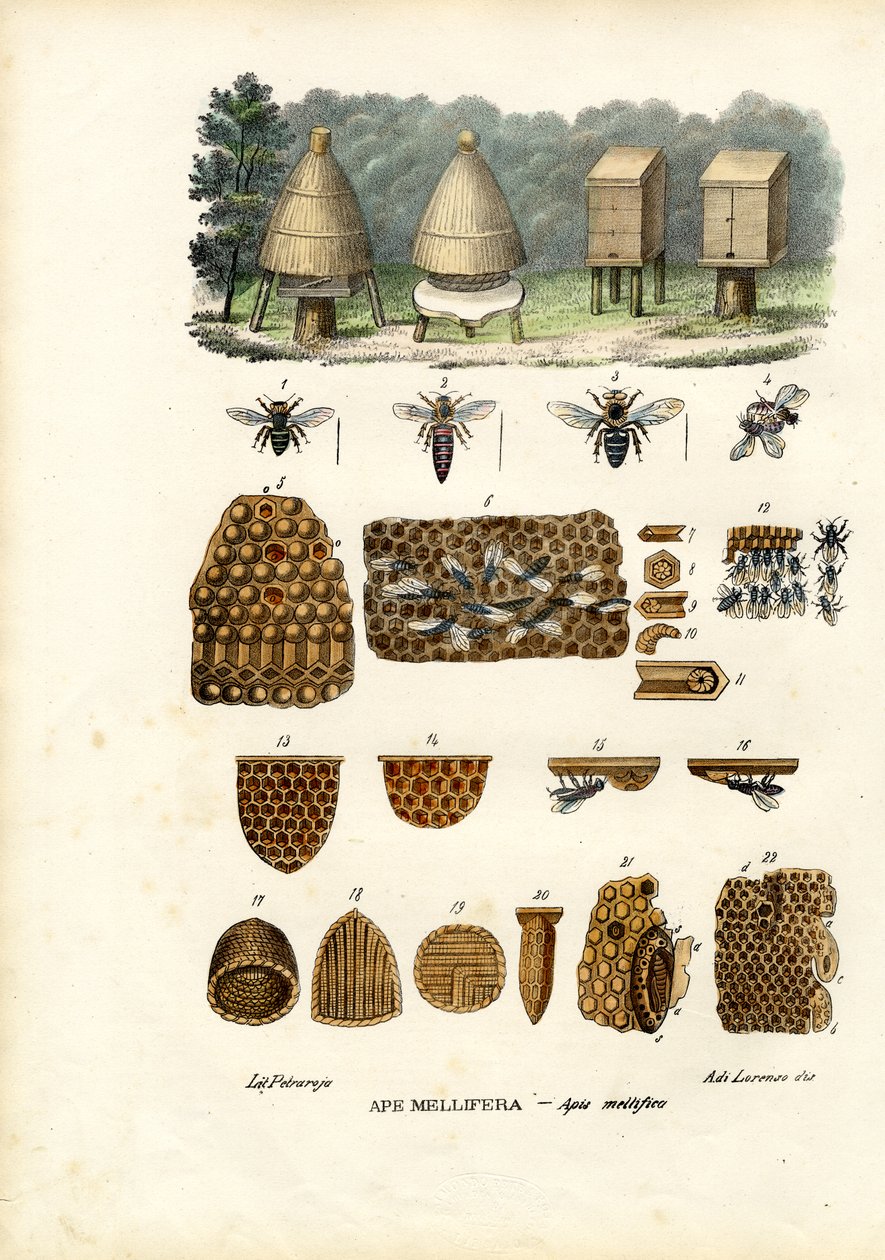 Bienen, 1863-79 von Raimundo Petraroja