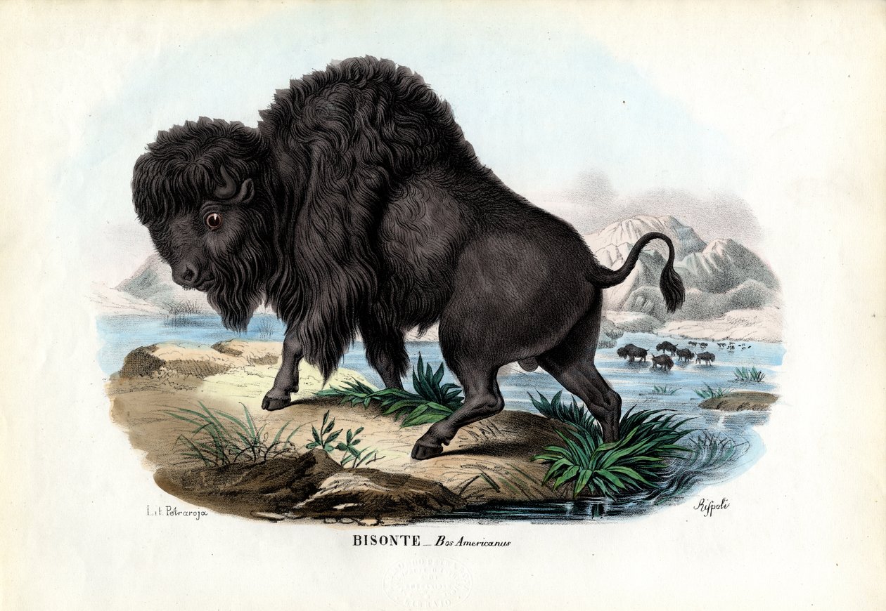 Bison, 1863-79 von Raimundo Petraroja