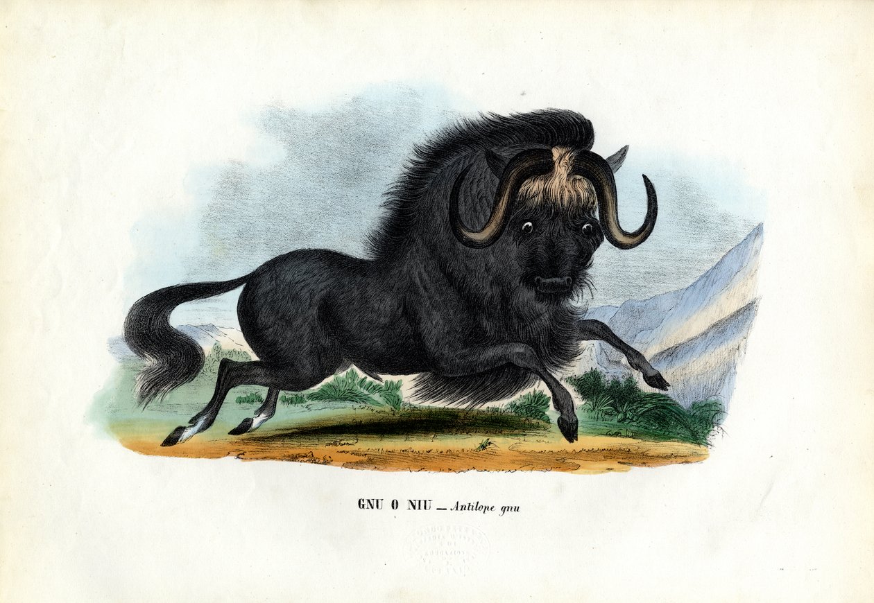 Schwarzes Gnu von Raimundo Petraroja