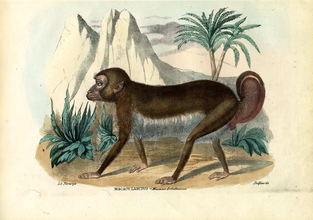 Schwarzgestreifter Kapuziner, 1863-79 von Raimundo Petraroja
