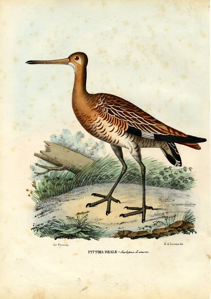 Sichelstrandläufer, 1863-79 von Raimundo Petraroja