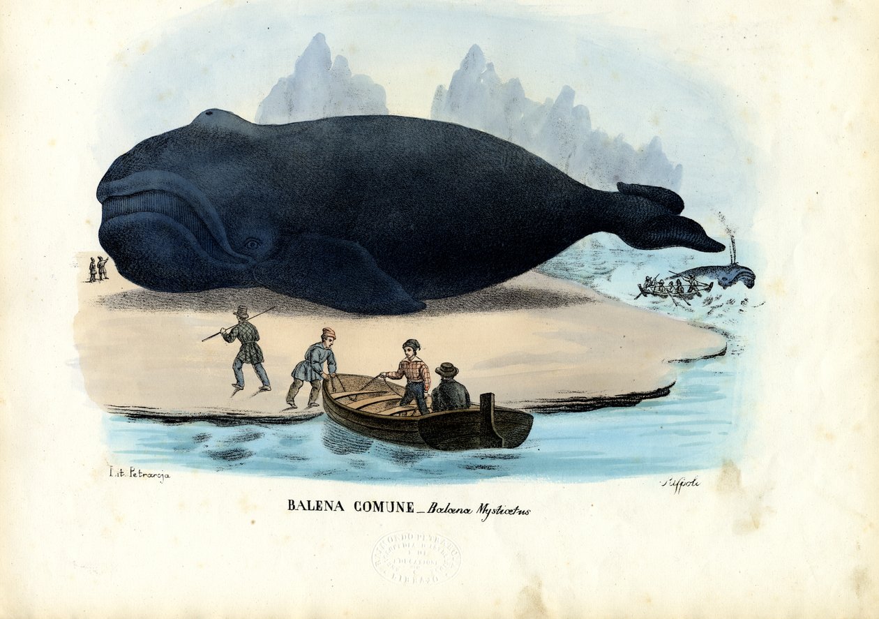 Grönlandwal, 1863-79 von Raimundo Petraroja