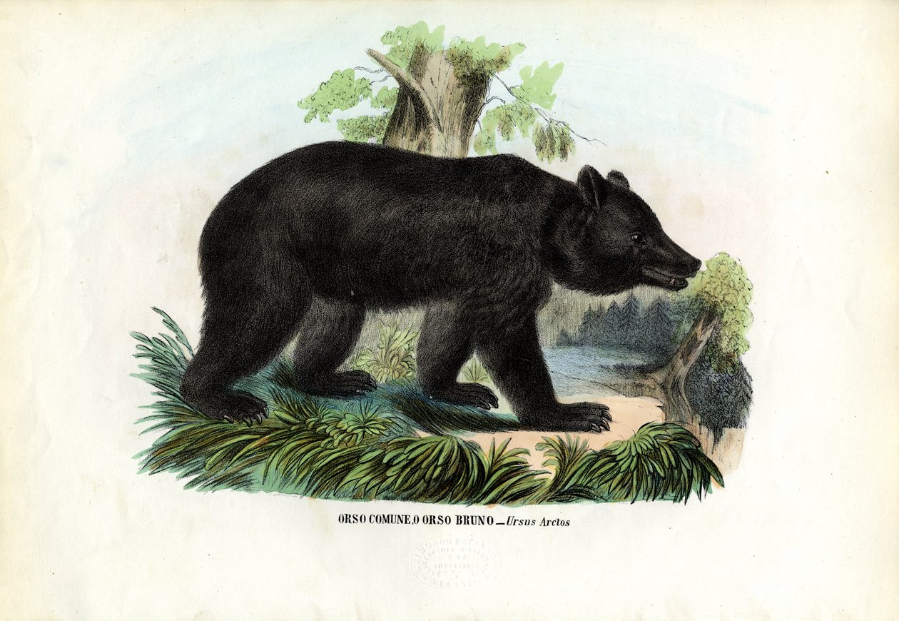 Braunbär, 1863-79 von Raimundo Petraroja