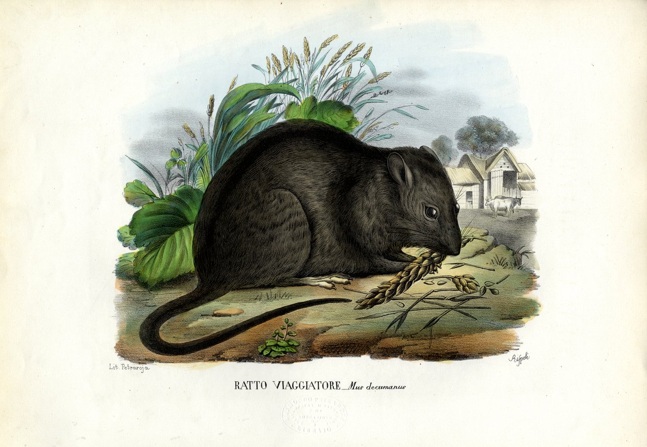 Braune Ratte, 1863-79 von Raimundo Petraroja
