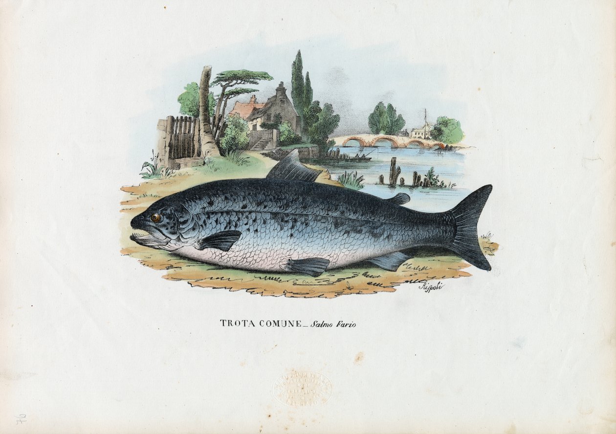 Bachforelle, 1863-79 von Raimundo Petraroja