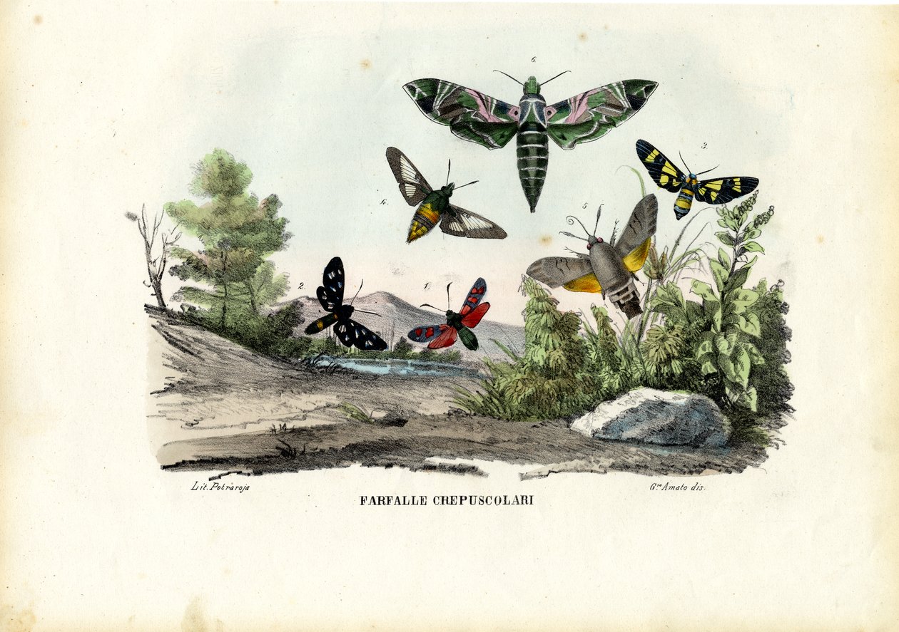 Schmetterlinge, 1863-79 von Raimundo Petraroja