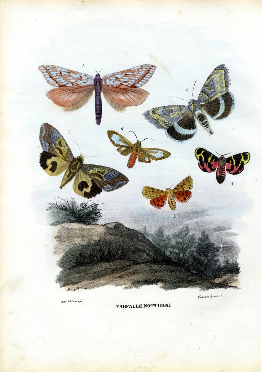 Schmetterlinge, 1863-79 von Raimundo Petraroja