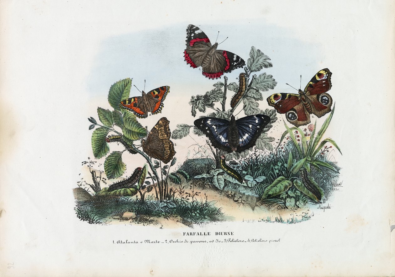 Schmetterlinge, 1863-79 von Raimundo Petraroja