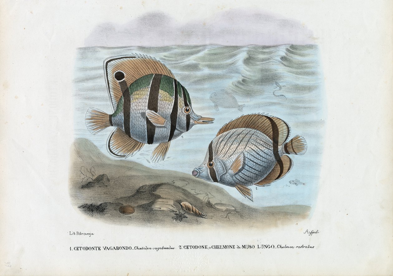 Schmetterlingsfisch, 1863-79 von Raimundo Petraroja