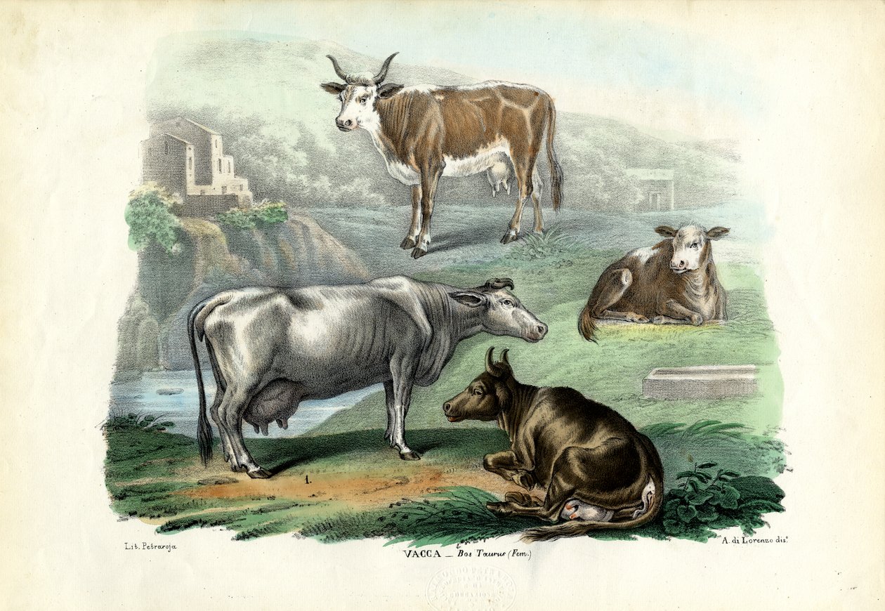Vieh, 1863-79 von Raimundo Petraroja