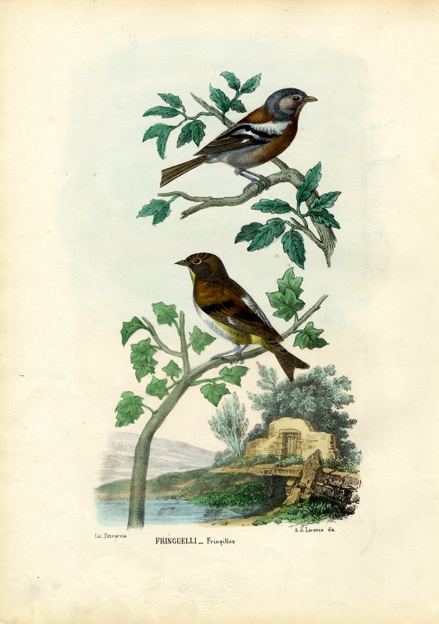 Buchfink, 1863-79 von Raimundo Petraroja