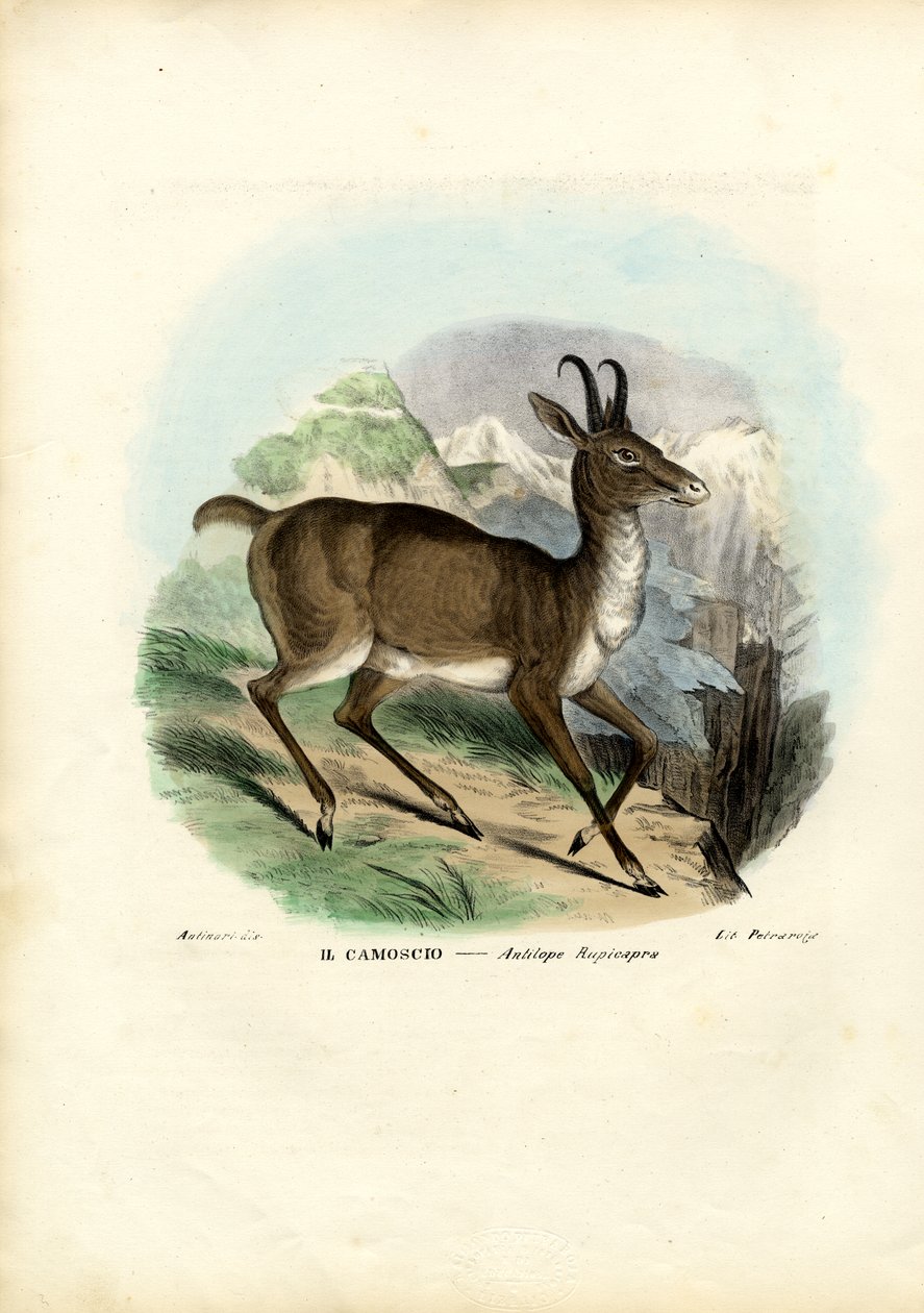 Gämse, 1863-79 von Raimundo Petraroja