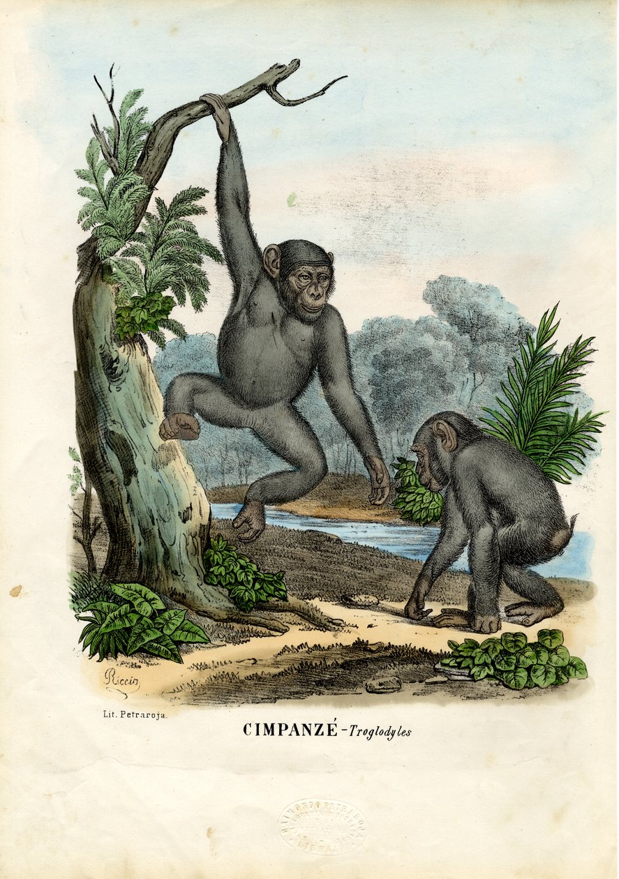 Schimpanse, 1863-79 von Raimundo Petraroja