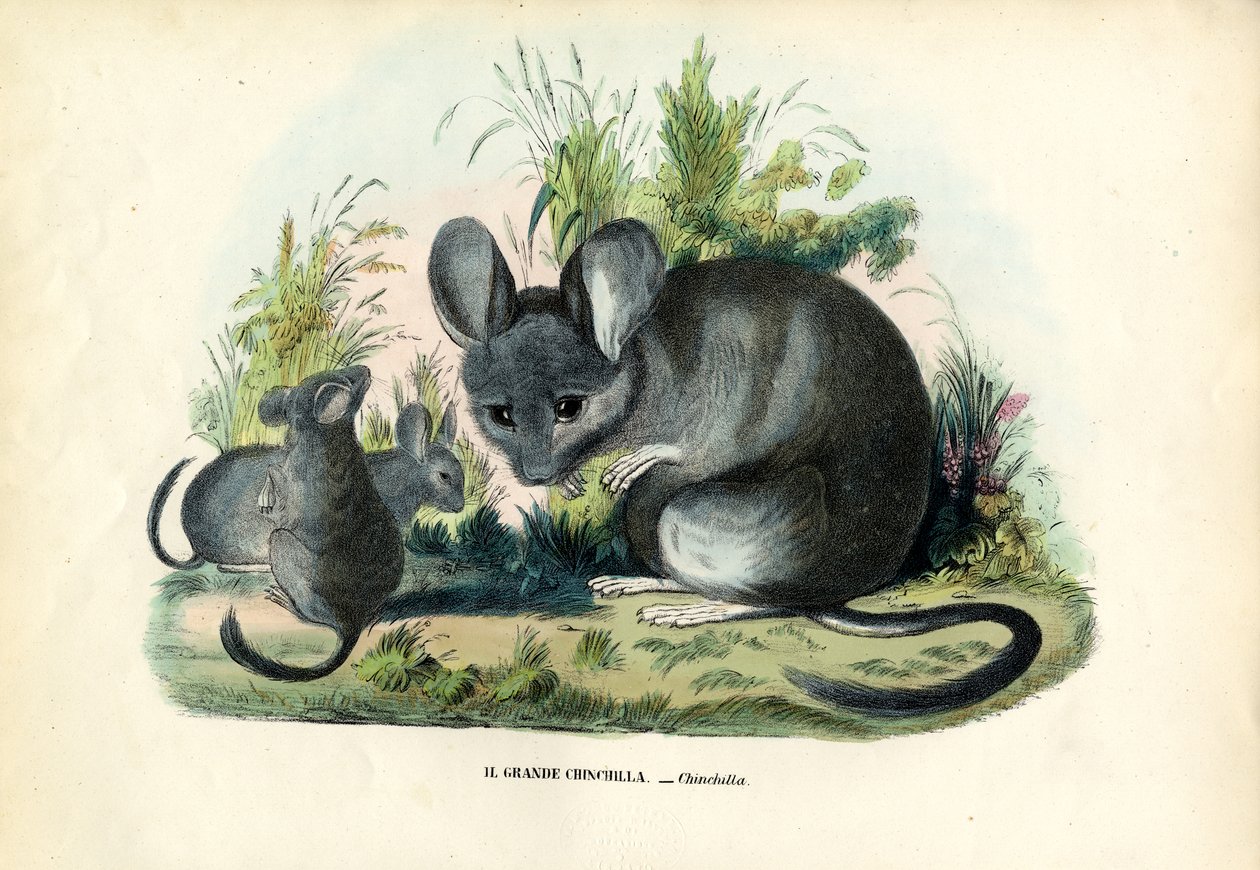 Chinchilla, 1863-79 von Raimundo Petraroja