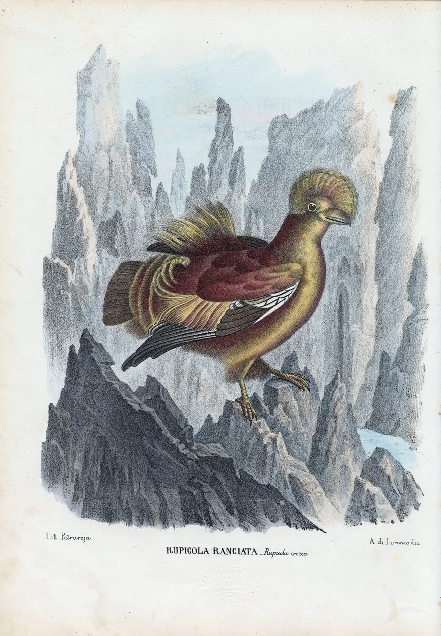 Felsenhahn, 1863-79 von Raimundo Petraroja