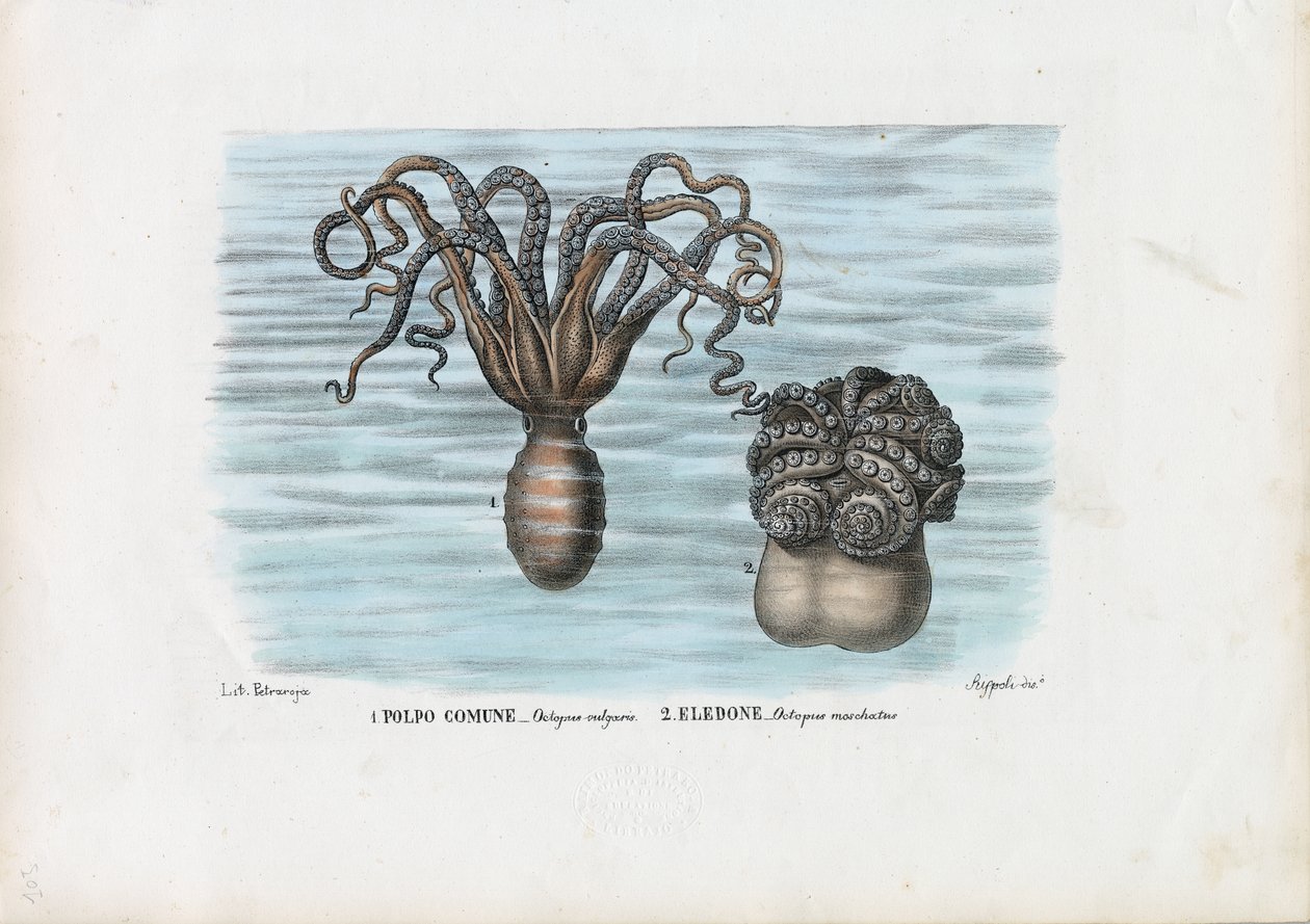 Gemeiner Krake, 1863-79 von Raimundo Petraroja