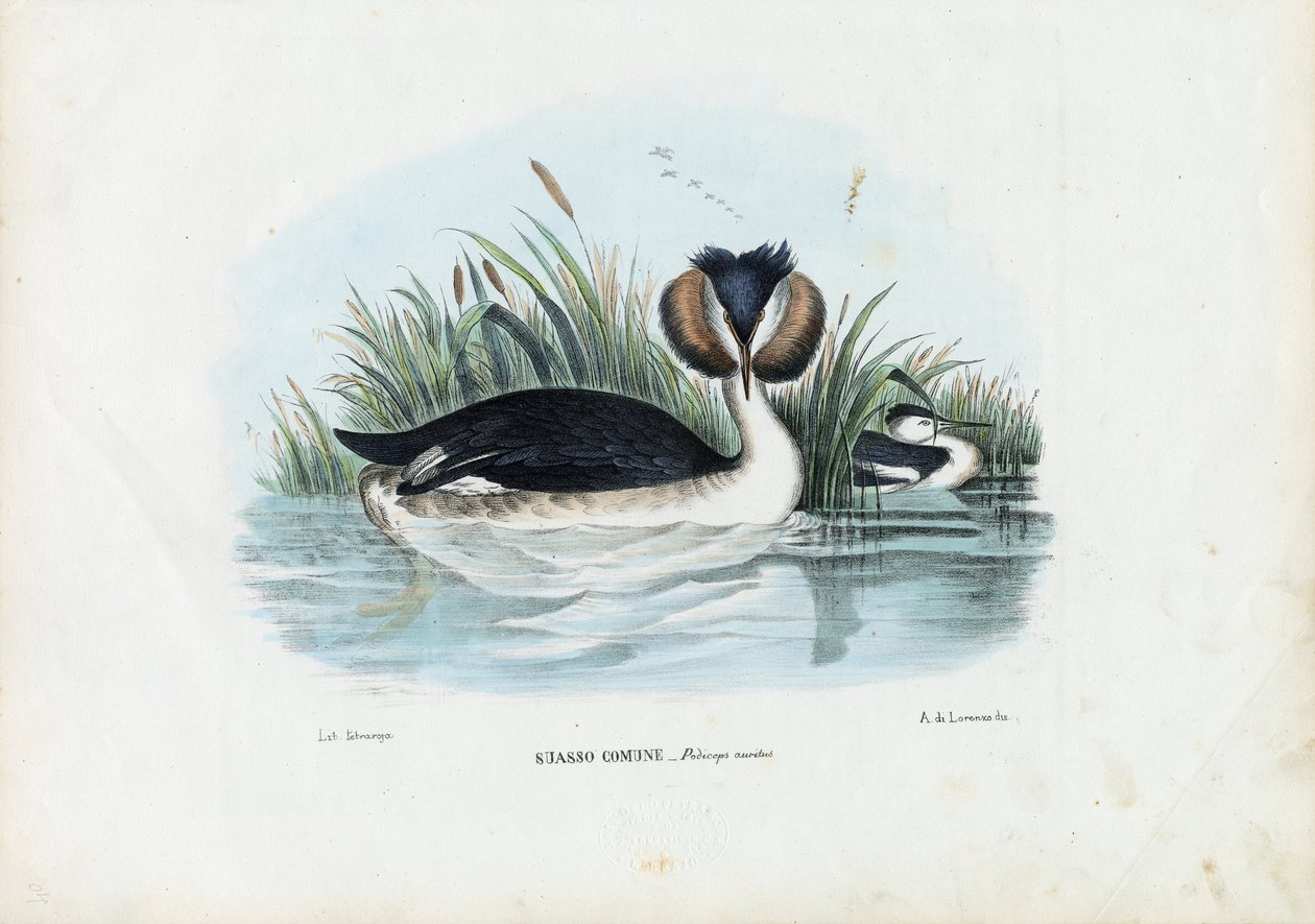 Haubentaucher, 1863-79 von Raimundo Petraroja