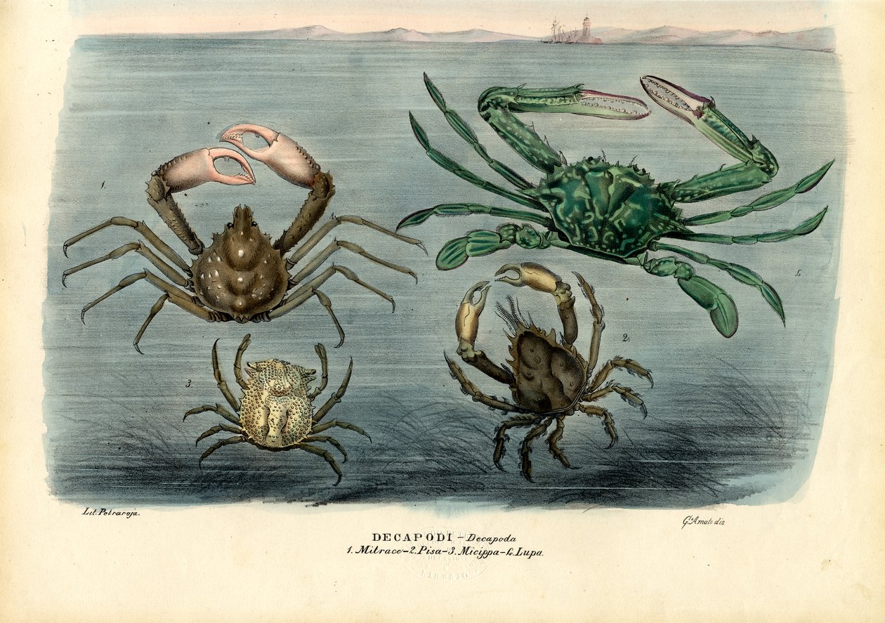 Krustentiere, 1863-79 von Raimundo Petraroja