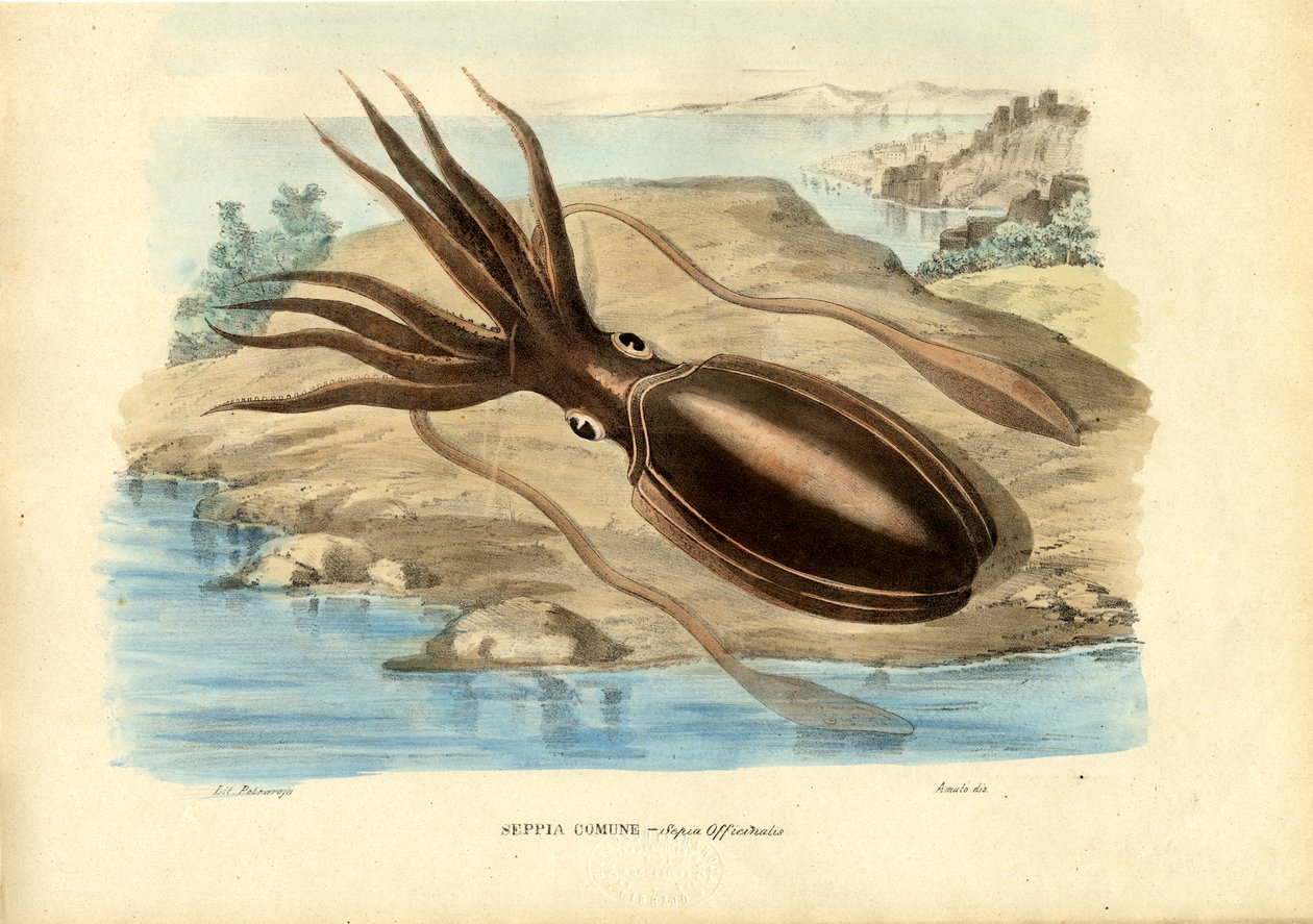Tintenfisch, 1863-79 von Raimundo Petraroja