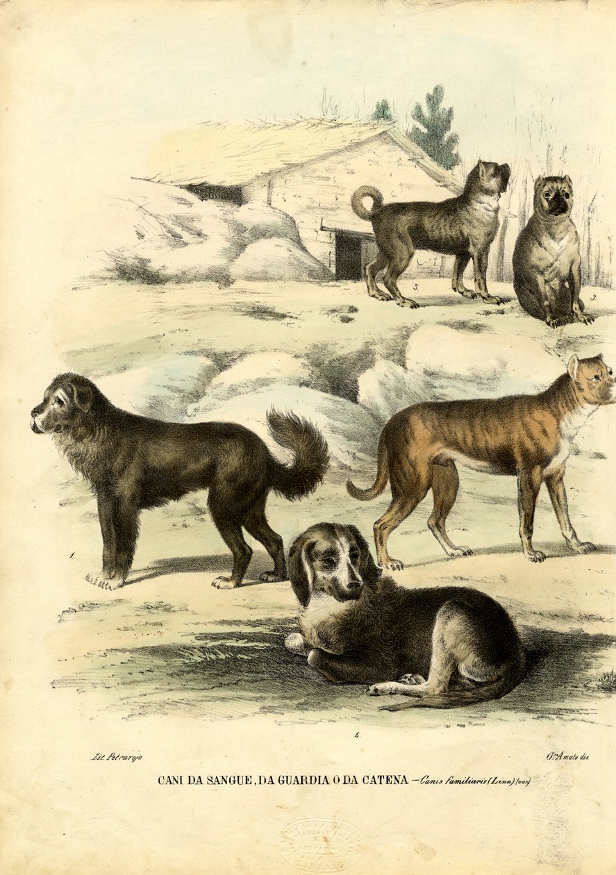 Hunde, 1863-79 von Raimundo Petraroja