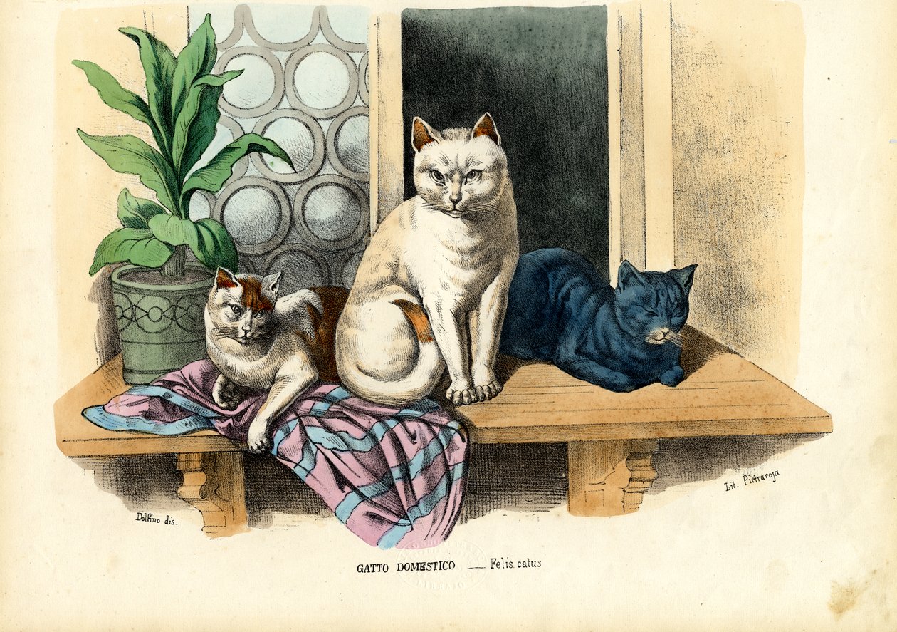 Hauskatze, 1863-79 von Raimundo Petraroja