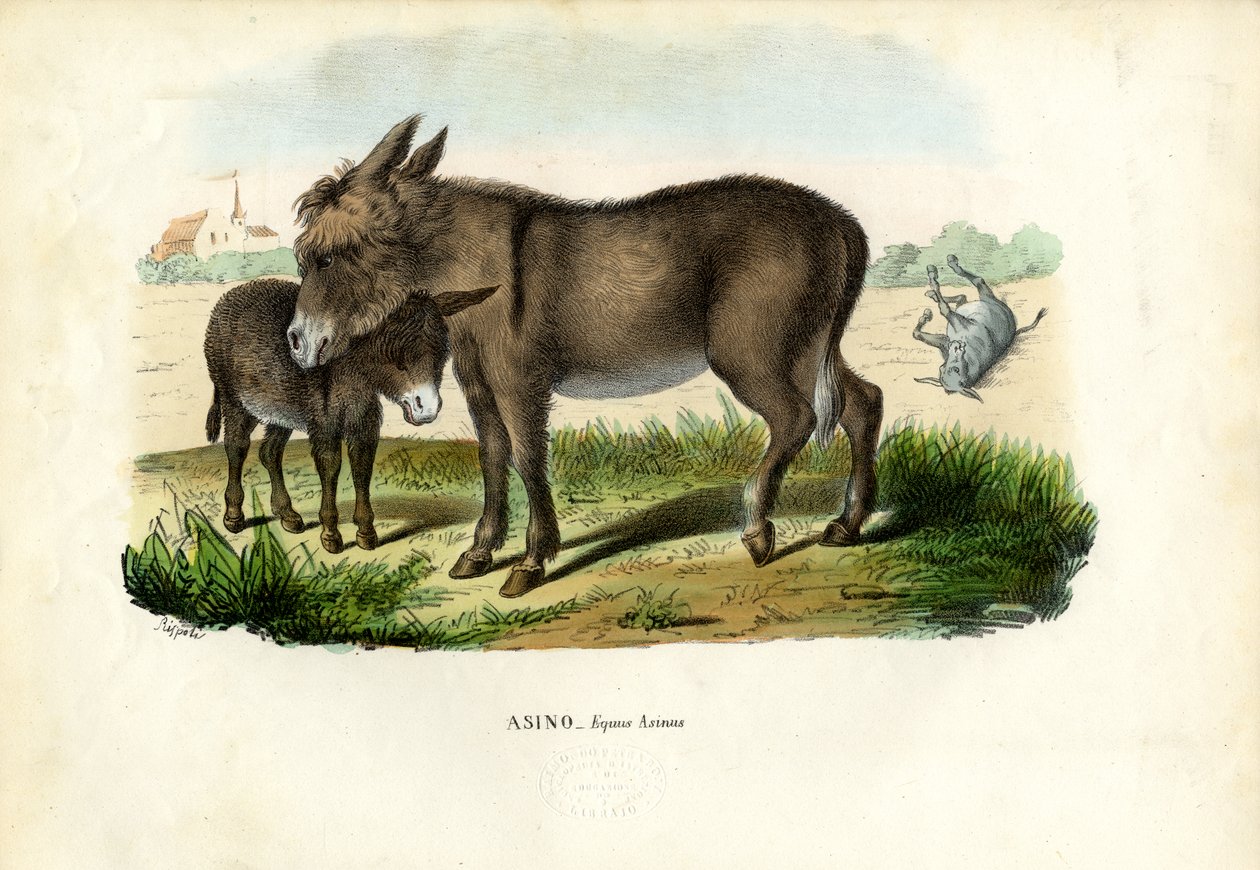 Esel, 1863-79 von Raimundo Petraroja