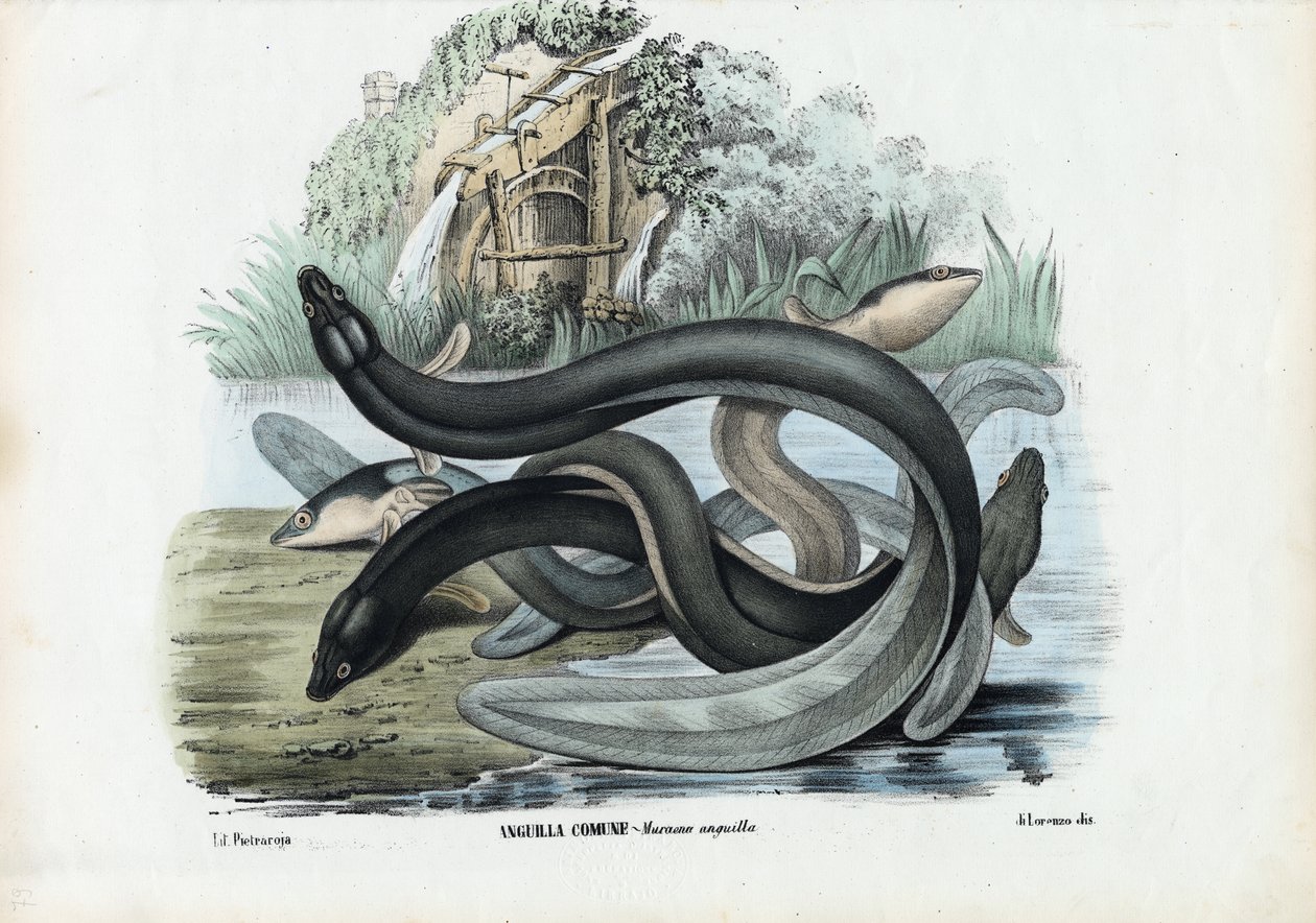Aal, 1863-79 von Raimundo Petraroja